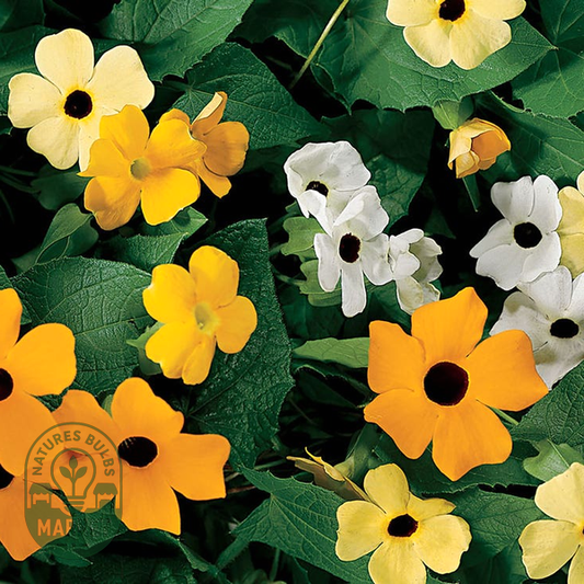 Susie™ Mix Black-Eyed Susan Vine Thunbergia Seeds