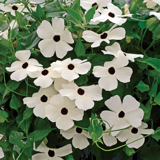 Susie™ White Black-Eyed Susan Vine Thunbergia Seeds