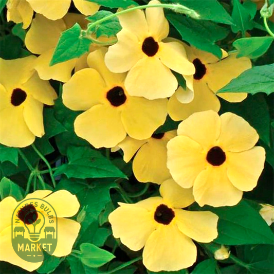Susie™ Yellow Black-Eyed Susan Vine Thunbergia Seeds