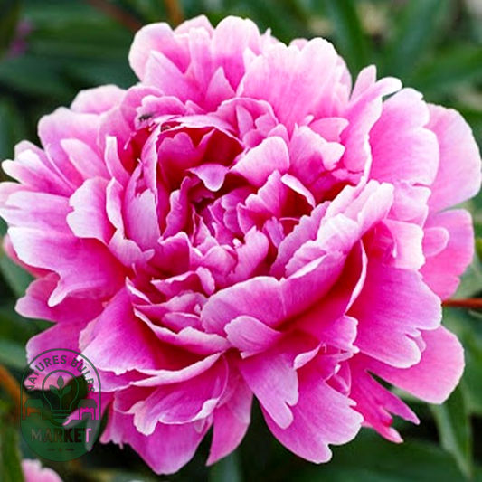 Sweet Harmony