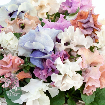 Sweet Pea Mix Pansy Seeds