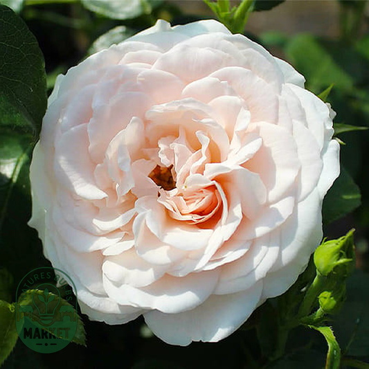 Sweet Romanza