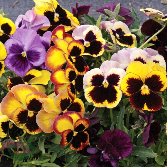 Swiss Giants Mix' Pansy Heirloom Seeds