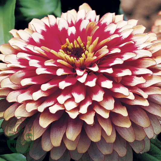 Swizzle™ Cherry and Ivory Zinnia Seeds