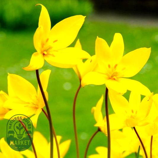 Sylvestris