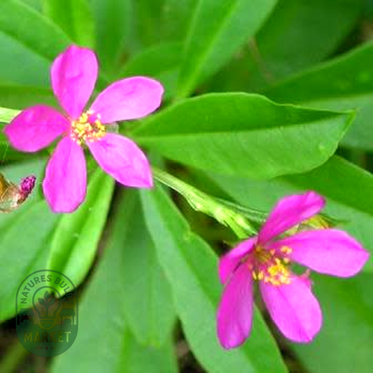 Talinum portulacifolium
