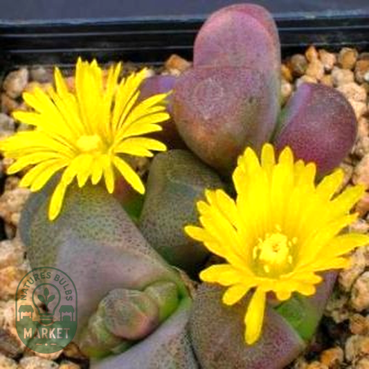Tanquana hilmarii