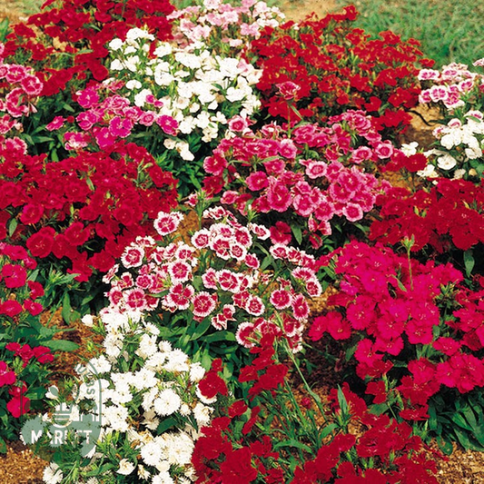 Telstar™ Mix Hybrid Dianthus Seeds