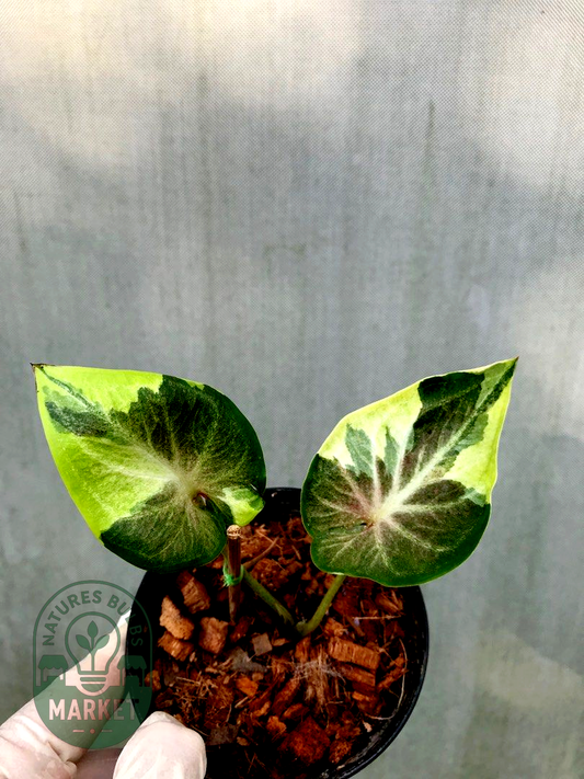 Thai Caladium Hybrid Variegated