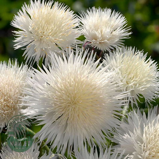 The Bride Cornflower Seeds