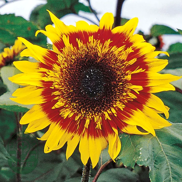 The Joker Hybrid F1 Sunflower Seeds