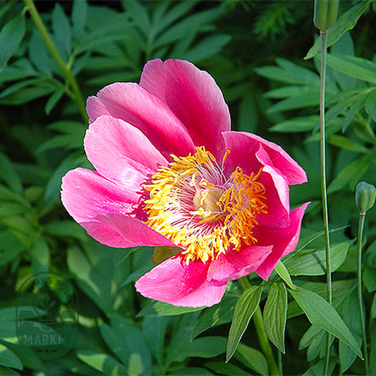 Thumbelina