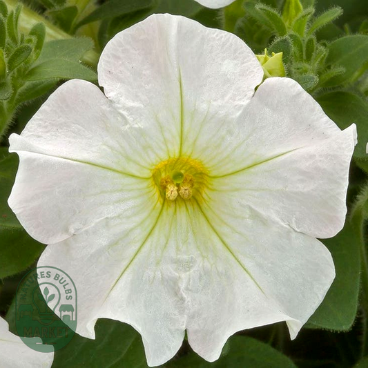 Tidal Wave® Cherry Petunia Seeds