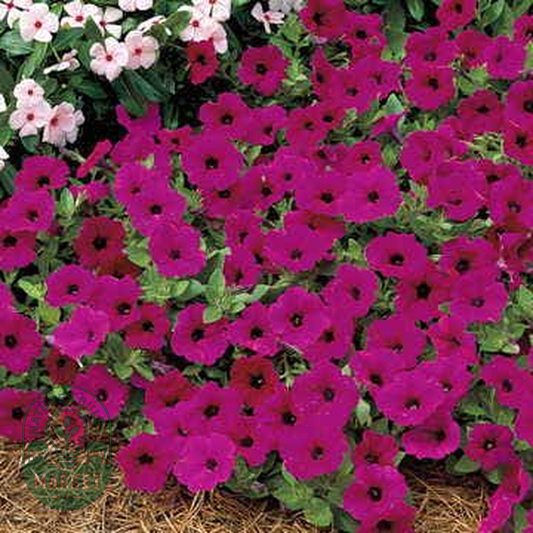 Tidal Wave® Purple Petunia Seeds