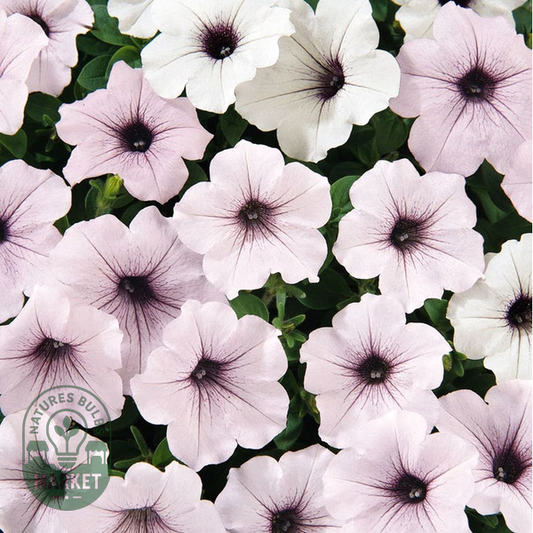 Tidal Wave® Silver Petunia Seeds