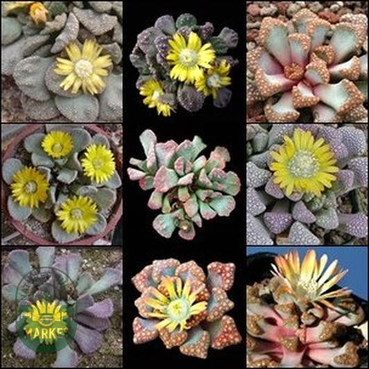 Titanopsis Mixed Species