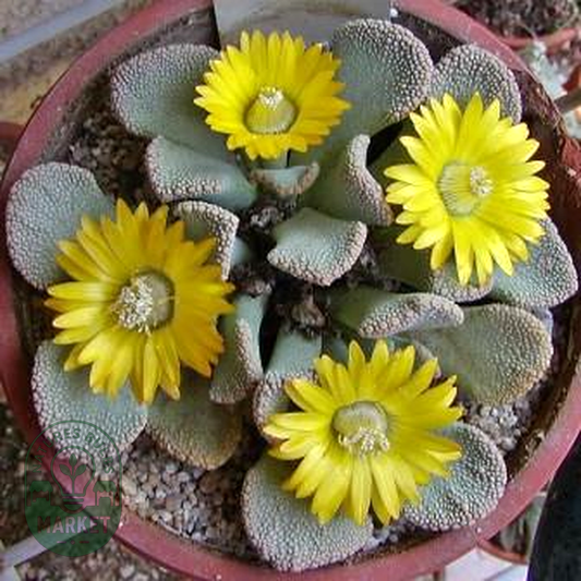 Titanopsis fulleri