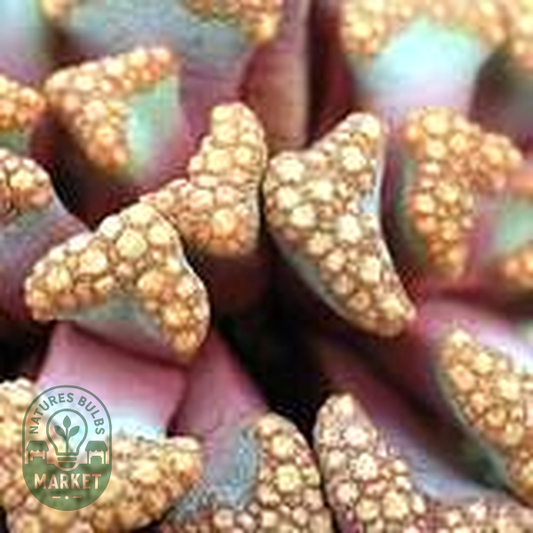Titanopsis hugo schlechteri