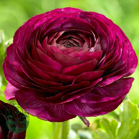 Tomer Purple