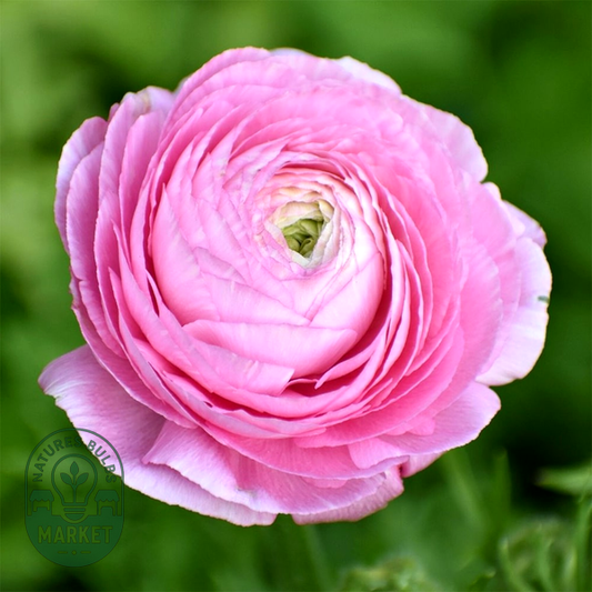 Tomer Roze