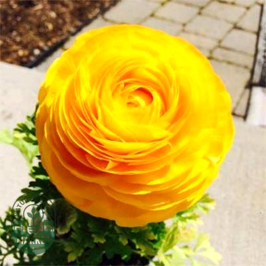Tomer Yellow