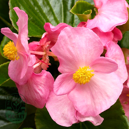 Tophat™ Pink Green Leaf Begonia Seeds