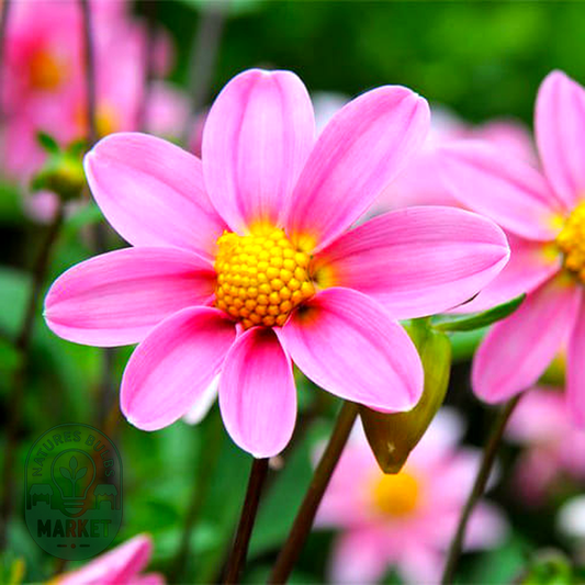 Topmix Pink