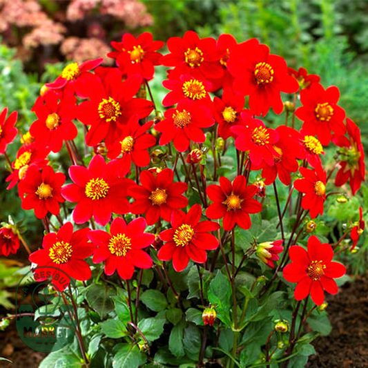 Topmix Red