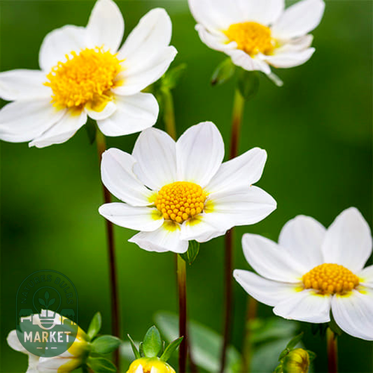 Topmix White