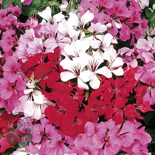 Tornado™ Mix Geranium Seeds