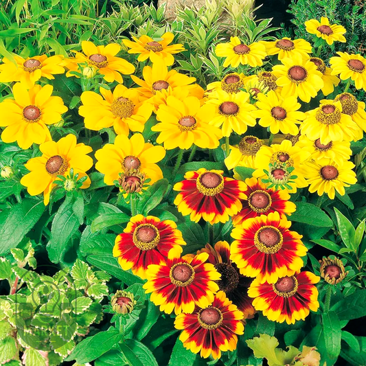 Toto® Mix Rudbeckia Seeds