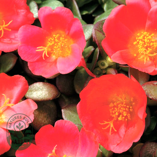 Toucan Scarlet Shades Purslane Seeds