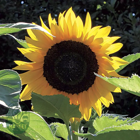 Treetops Hybrid F1 Sunflower Seeds