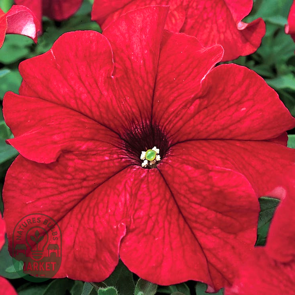 TriTunia™ Red Hybrid Petunia Seeds
