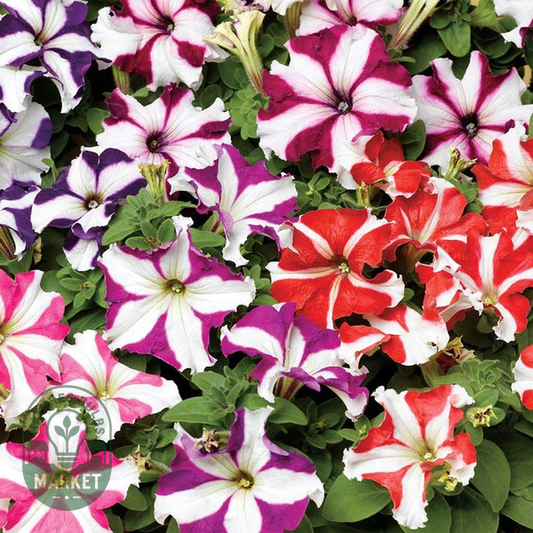 TriTunia™ Star Mix Hybrid Petunia Seeds
