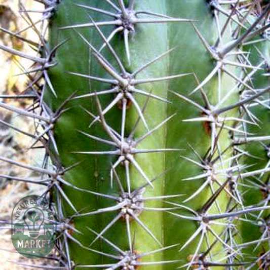 Trichocereus werdermannianus