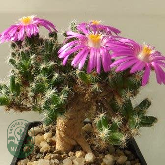 Trichodiadema bulbosum