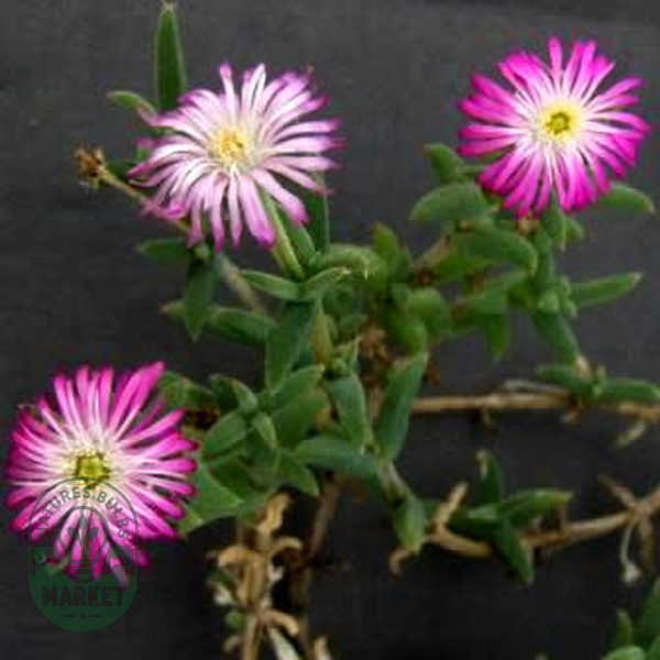Trichodiadema intonsum