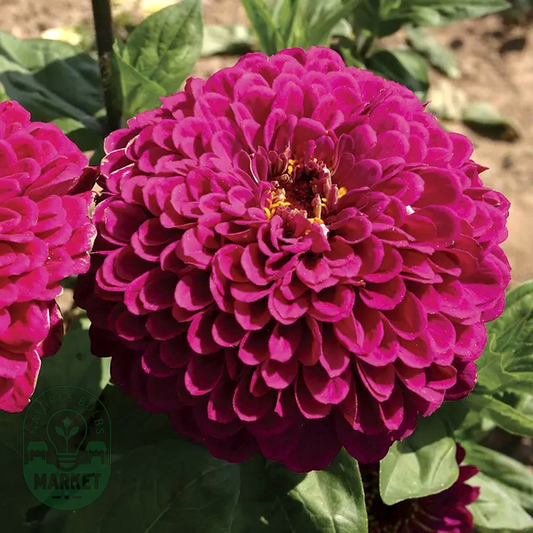 Tudor' Zinnia Seeds