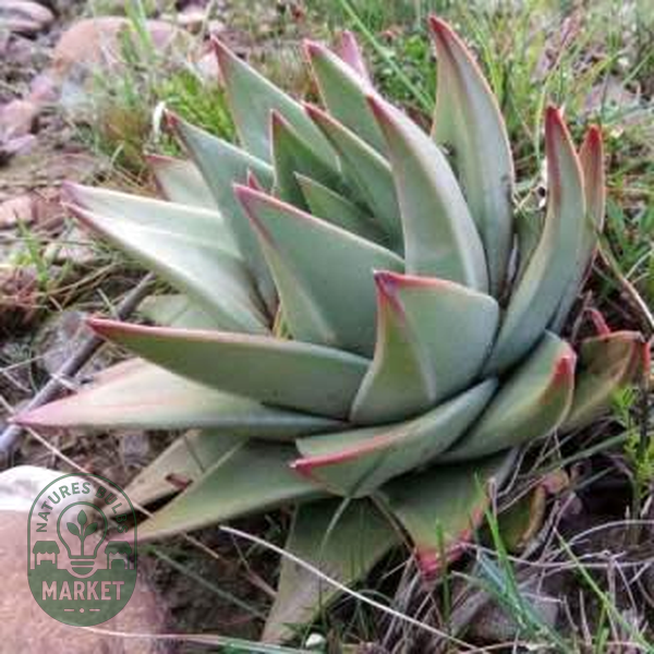 Tulista marginata
