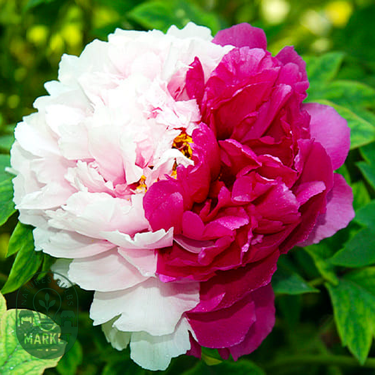 Twin Beauty Er Qiao