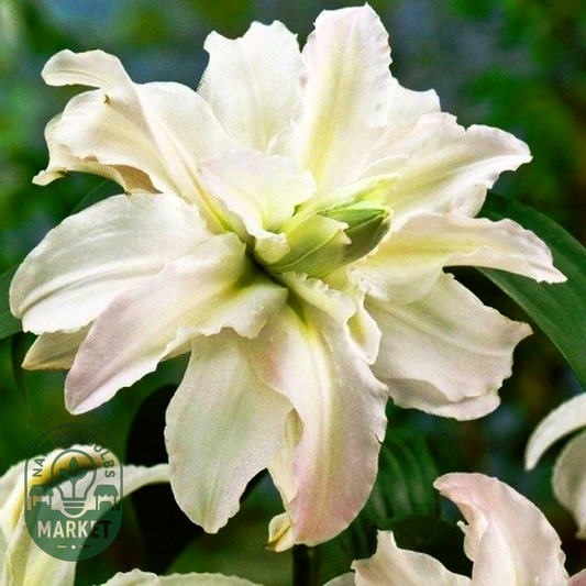 Twinkling Star