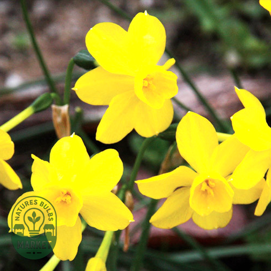 Twinkling Yellow