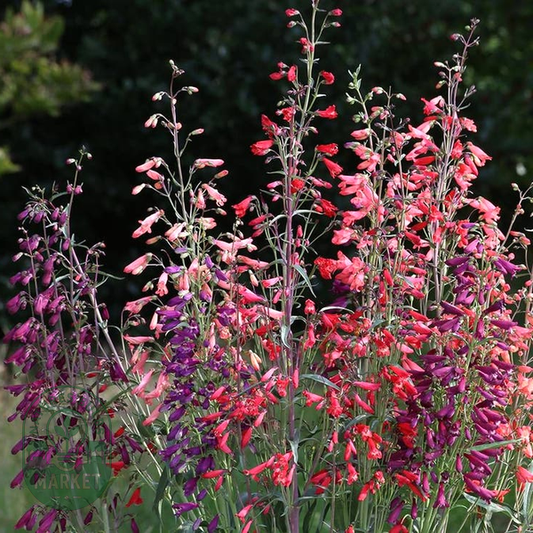 Twizzle Mix Penstemon Seeds