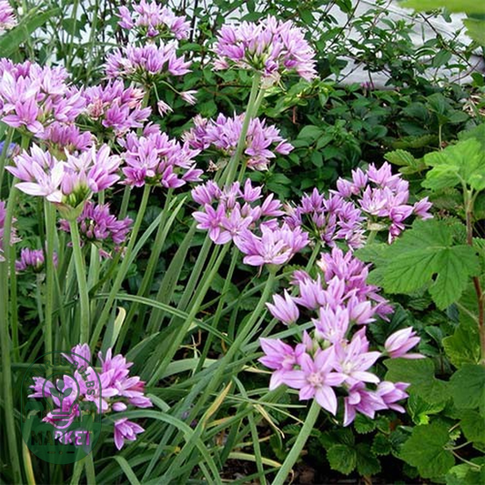 Unifolium