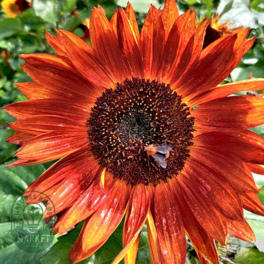 Velvet Queen Orange Sunflower Seeds
