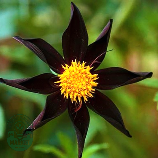 Veronne's Obsidian