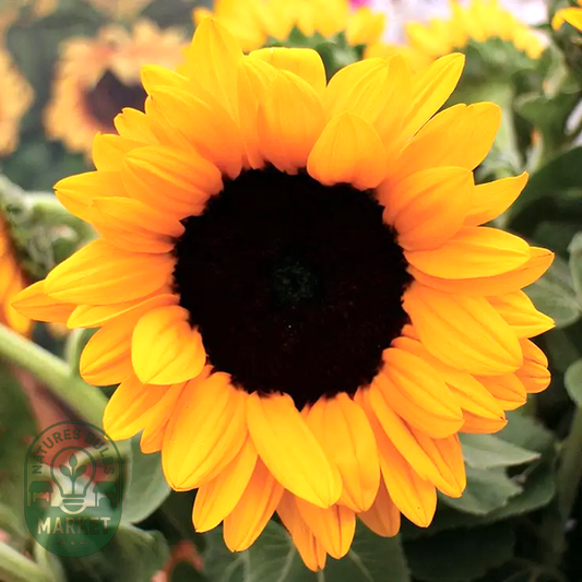 Vincent's® Choice Hybrid Sunflower Seeds