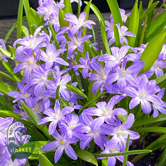 Violet Beauty
