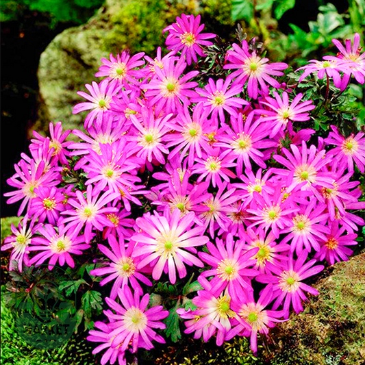 Violet Star